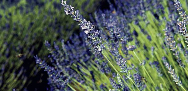 天然ㄟ尚好    灌溉自然系美肌與身心