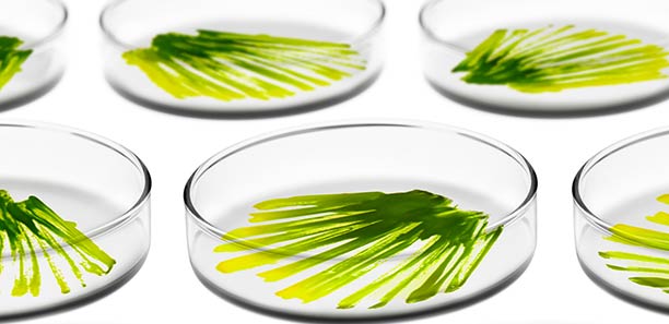 保養迷不可不知!綠色話題新成分----微藻 保養迷不可不知!綠色話題新成分----微藻