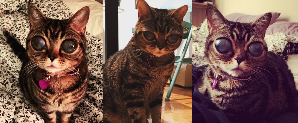 超萌！來自外星的大眼貓，宛如鞋貓劍客