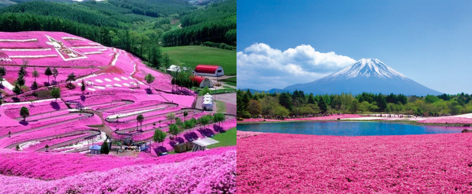 粉紅控這一生必去的夢幻朝聖地～