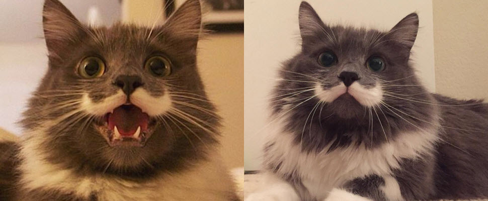 鼻子尖尖、鬍子翹翹的喵星人要來征服你的心囉～