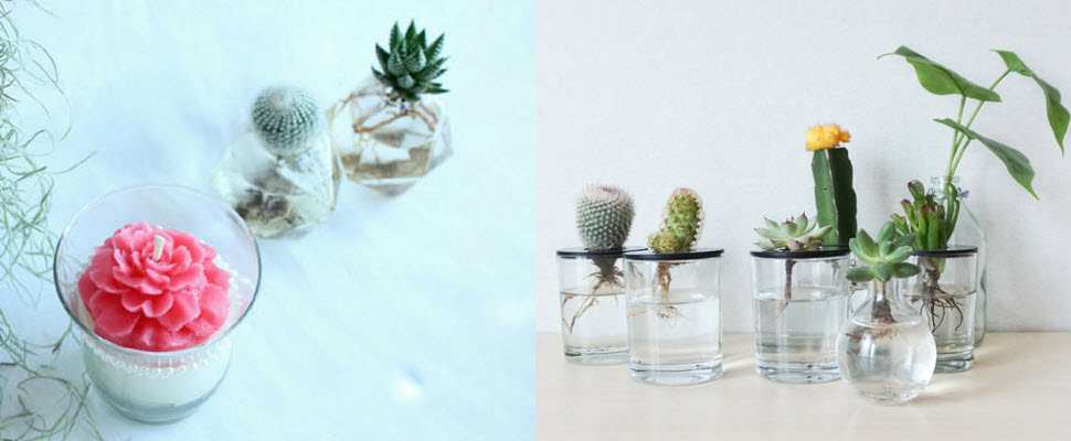 韓國最新水培仙人掌，不只好照顧還可以電磁波，重點是很療癒喔～