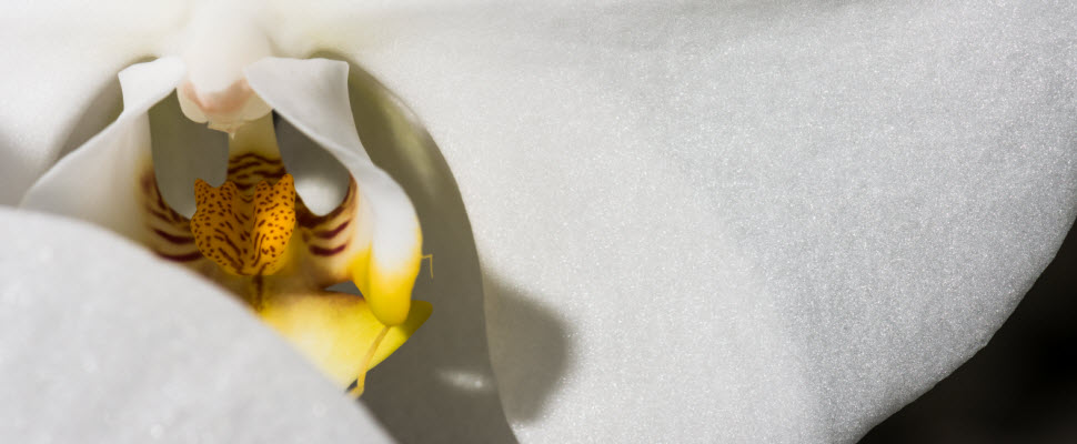 特選Whishkey大白花蝴蝶蘭  台灣美妝之星LAN VECE的美麗故事