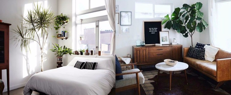 室內種顆草，無聊空間立刻活起來｜居家盆栽推薦