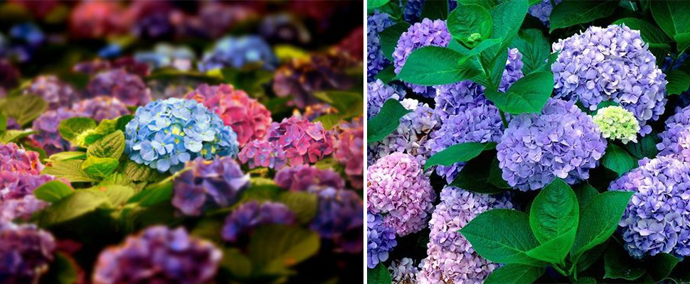 幾萬朵繡球花美麗綻放！現在正是賞花旅行的好時機～